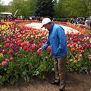 John Inspecting the Tulips at Floriade Canberra John Inspecting the Tulips at Floriade Canberra